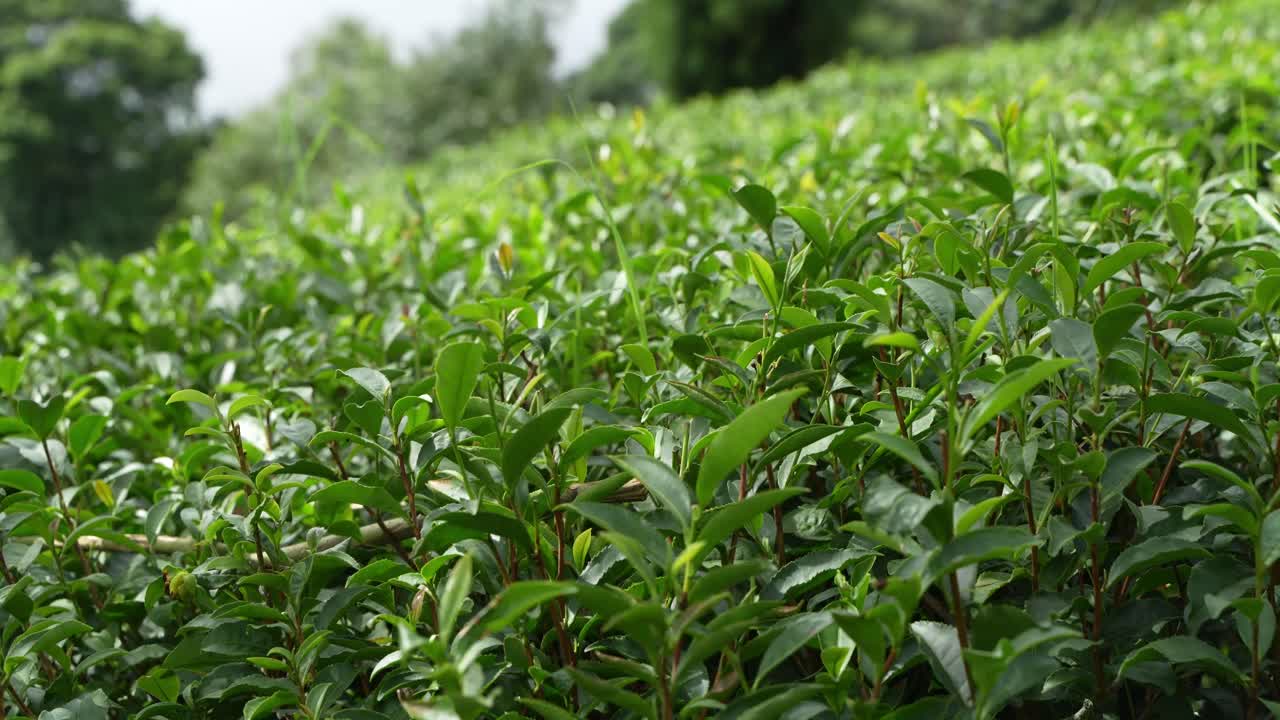 Beautiful landscape view of Darjeeling tea garden. The tea tree base prevents water from accumulating in the hilly areas of Darjeeling. This Darjeeling tea is world famous