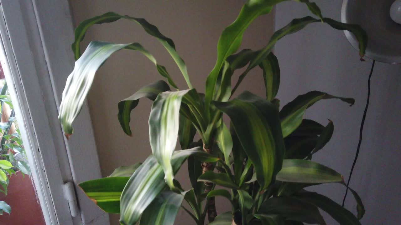 Pianta da interno Dracaena fragrans, appartamento francese vintage, finestra di vetro illuminata dal sole