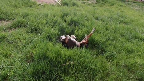 Miniature-horses-playing-and-running-in-a-grass-pasture