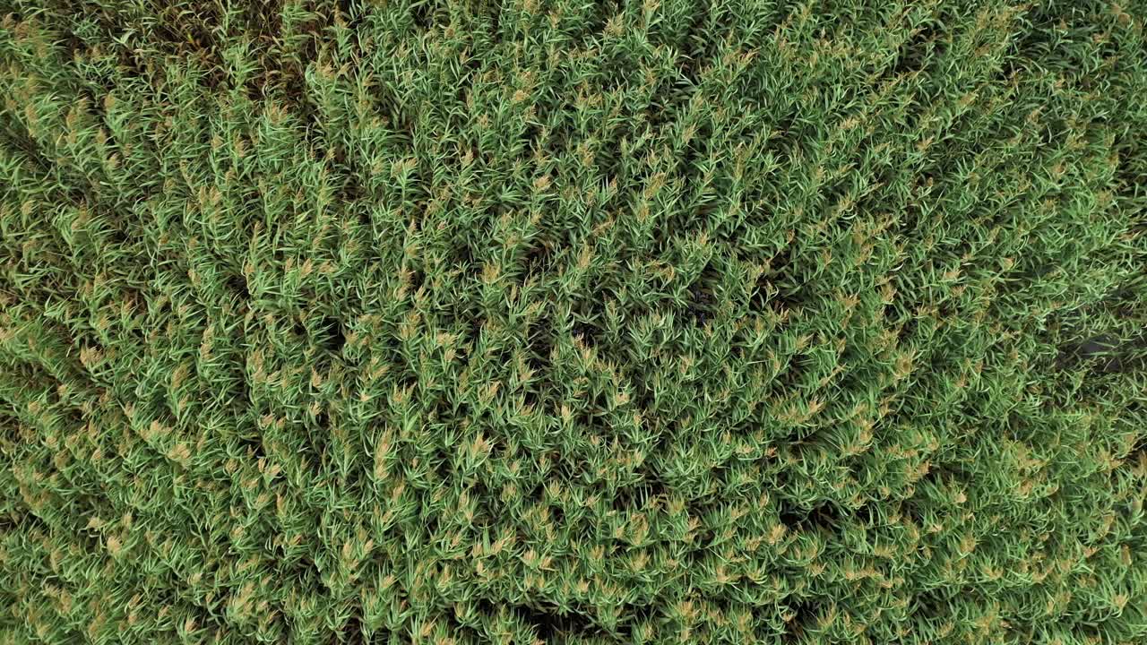 antena: toma giratoria de juncos que crecen y windsurf en las plantas