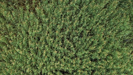 AERIAL:-Rotating-Shot-of-Reeds-Growing-and-Wind-Surfing-on-Plants