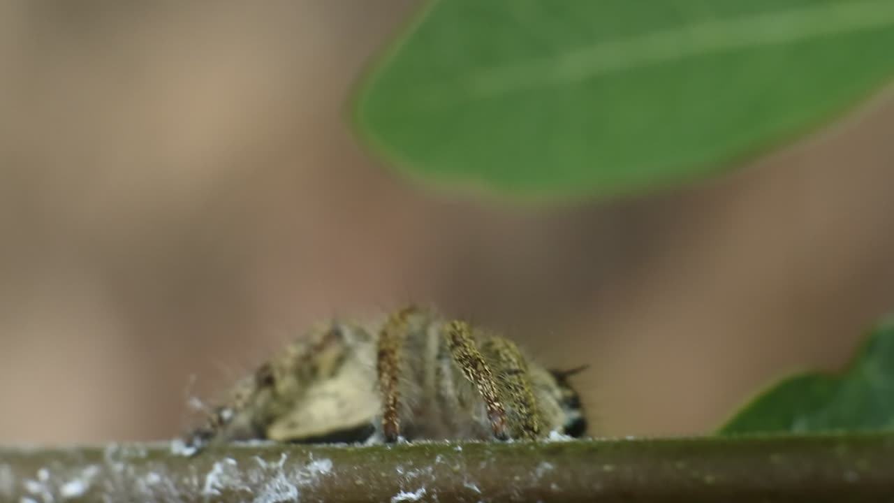 식물 hd 비디오에 점프 거미