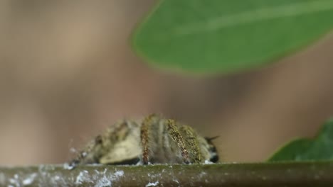 araña saltando en la planta videos hd