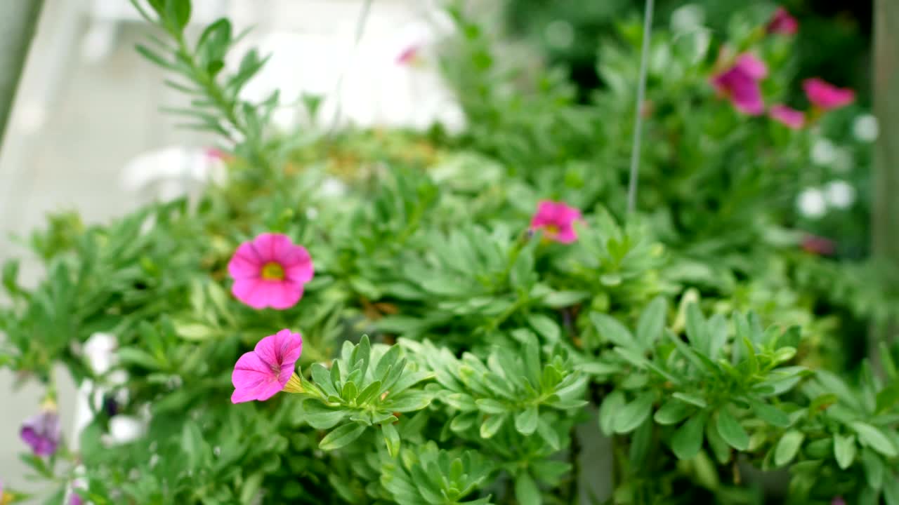 4k. dos columpios blancos vacíos balanceándose en un jardín verde con hermosas flores rosadas para relajarse