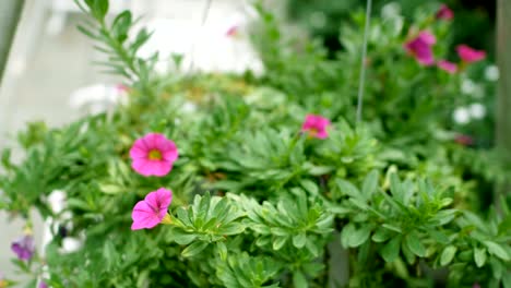 4k. two empty white swings swaying in a green garden with beautiful pink flowers for relaxing