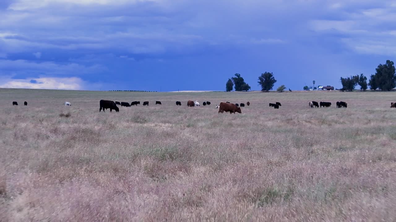 Mucche marroni e nere in un campo durante il tramonto