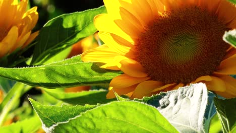 detailed view of a sunflower's center and petals surrounded by lush green leaves in bright sunlight.
