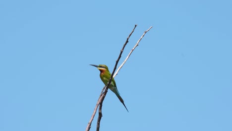 fighting and balancing against the wind as seen perched in between two twigs while looking around for tis prey, blue-tailed bee-eater merops philippinus, thailand