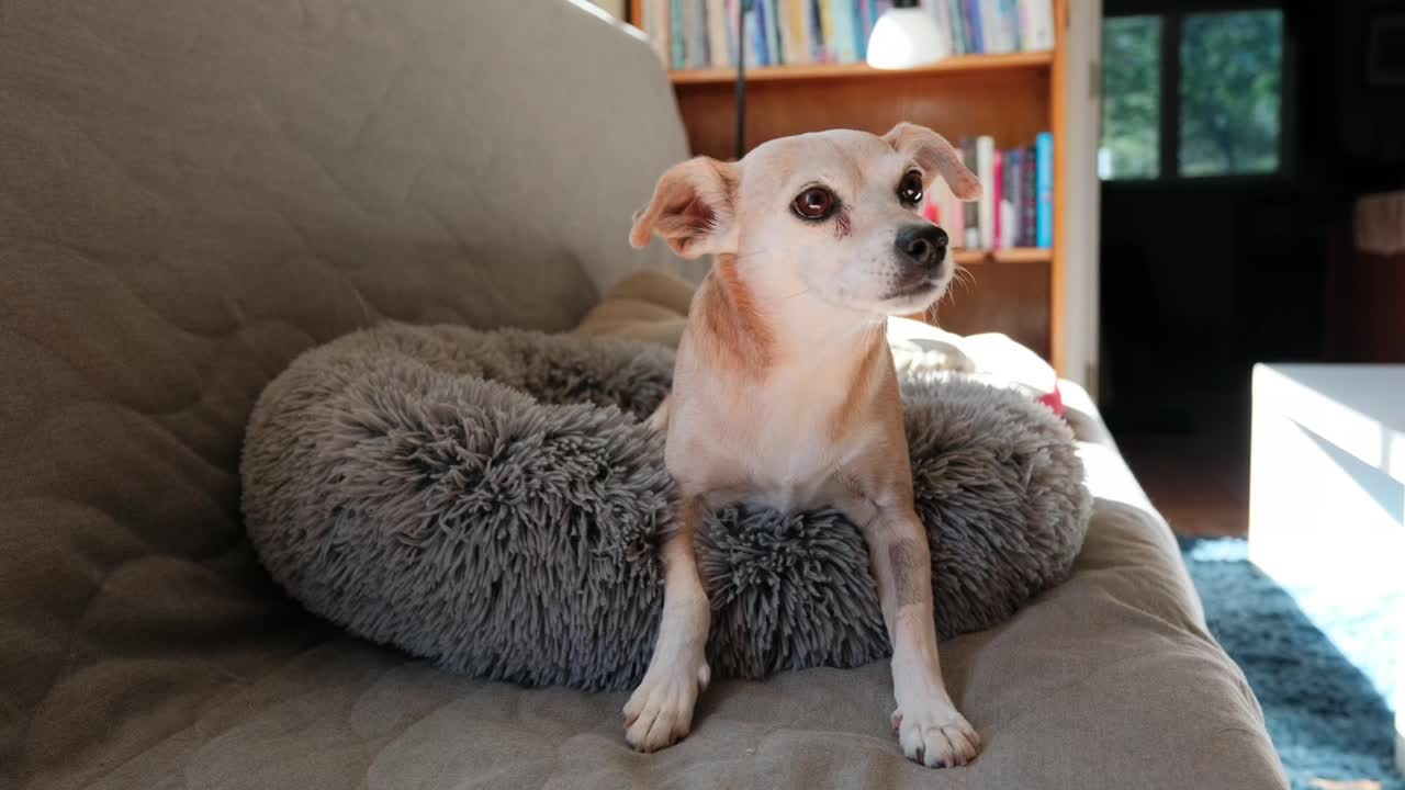 Slow motion rotating close-up of a small, cute dog circling and settling into its fluffy bed on a couch. The cozy, domestic scene highlights the dog's characteristic pre-sleep movement