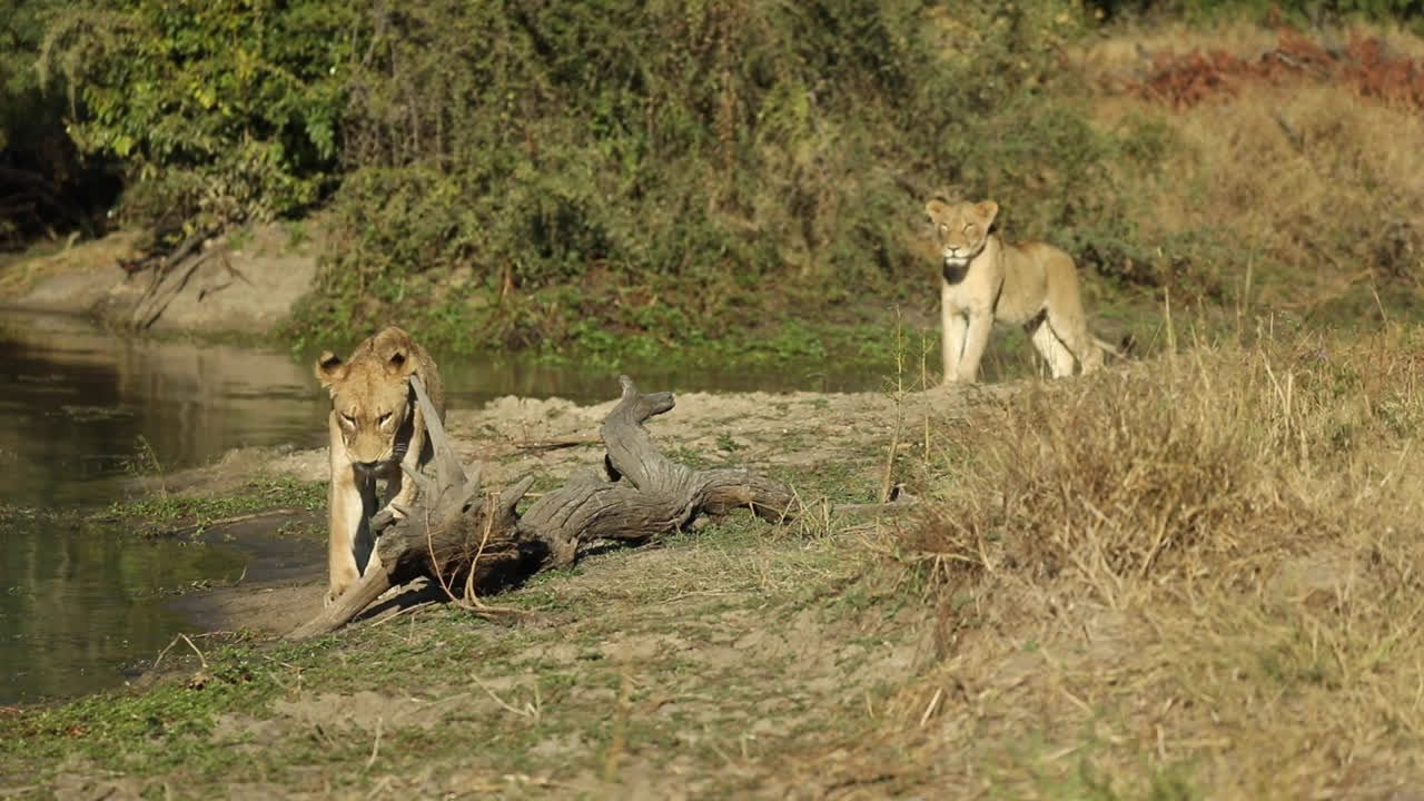 Wide shot of two lionesses walking away from the waterhole, Greater Kruger