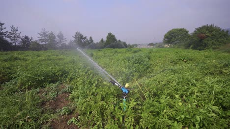 The-field-is-irrigated-with-a-sprinkler.