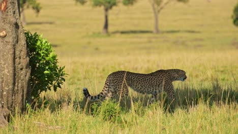 gepardo caminando, safari africano animal salvaje en maasai mara, kenia en áfrica en maasai mara, gran depredador de gatos merodeando por las llanuras de pastizales a la sombra en un día soleado y caluroso