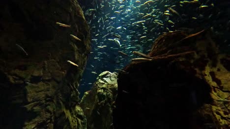 fish swimming around rock formations in an aquarium