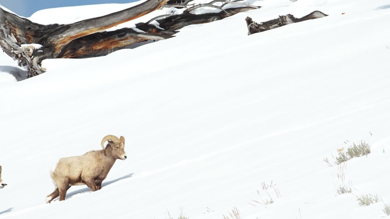 Bighorn sheep moving through heavy snow in Yellowstone
