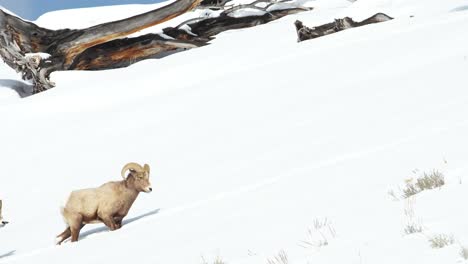 bighorn sheep moving through heavy snow in yellowstone