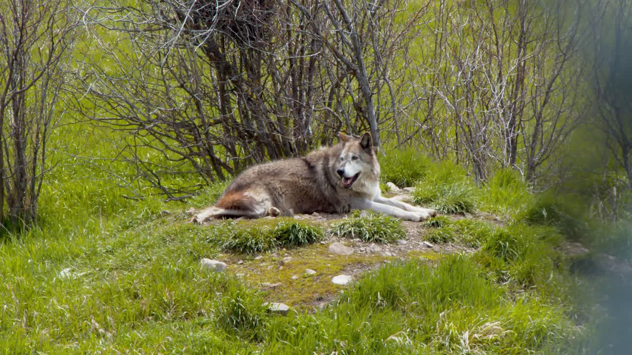 Wolf relaxing on a small knoll during summer