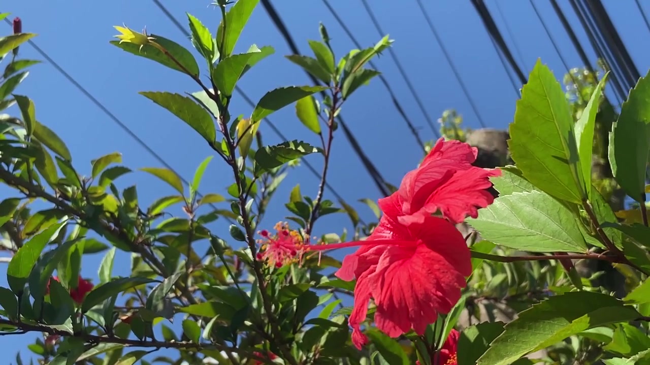 Flor de hibisco vermelho vibrante balançando suavemente na brisa