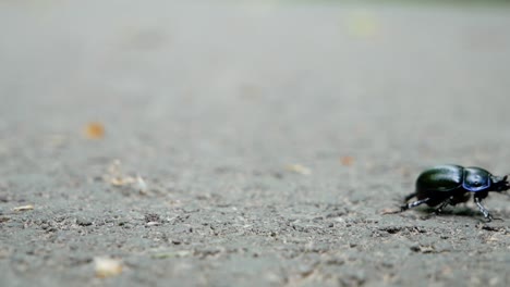 bung beetle on asphalt in forest