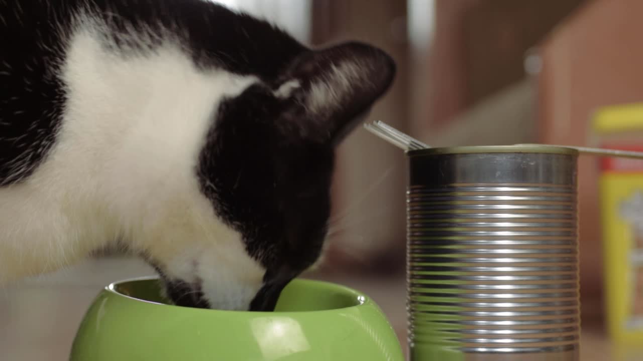 Nahaufnahme einer schwarz-weißen Katze, die Futter aus einer Dose frisst