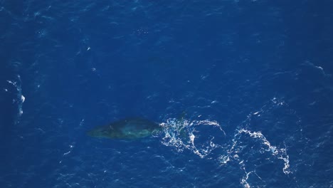 Spectacular-Aerial-Footage-Of-A-Baby-Humpback-Whale-Calf-Doing-A-Full-Body-Breach-Next-To-Mom