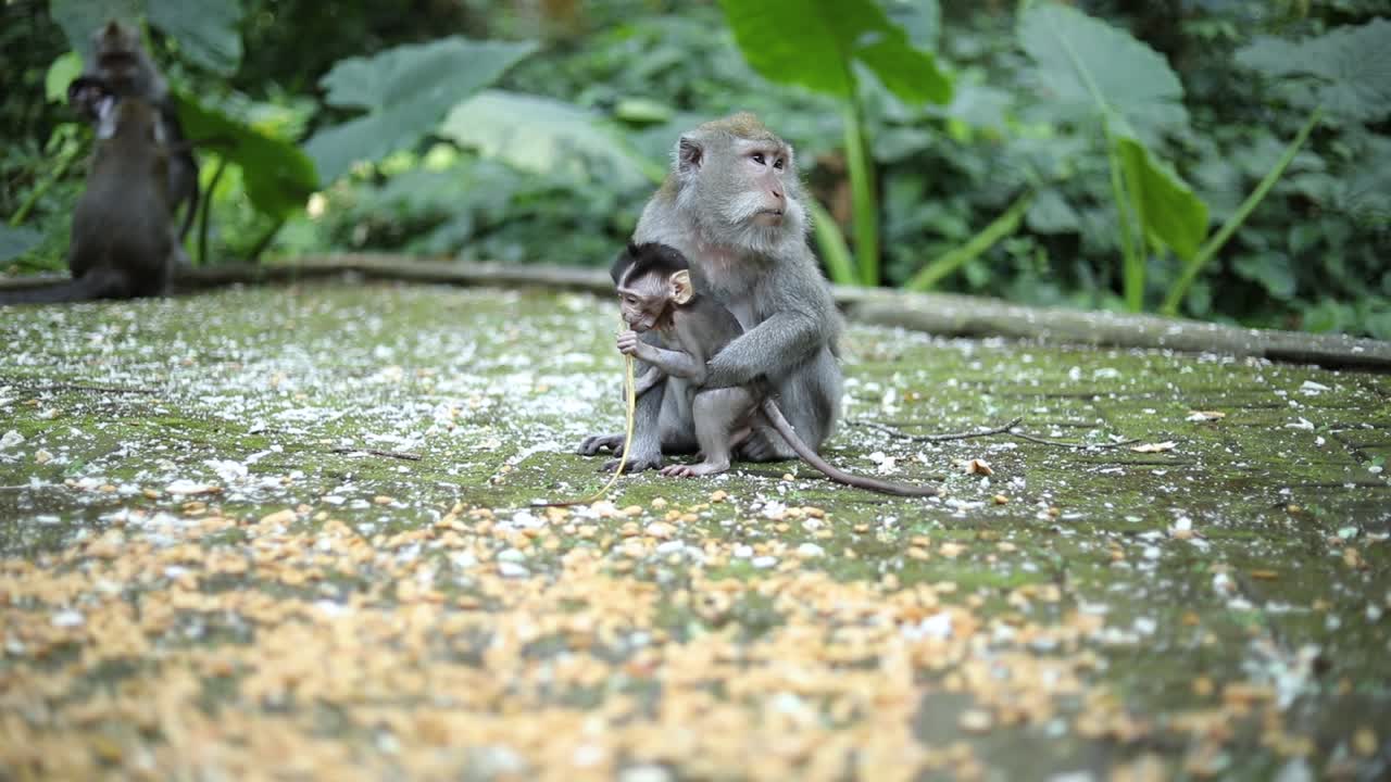 una madre mono cuidando a su lindo mono bebé mientras el bebé juega y mastica una hoja