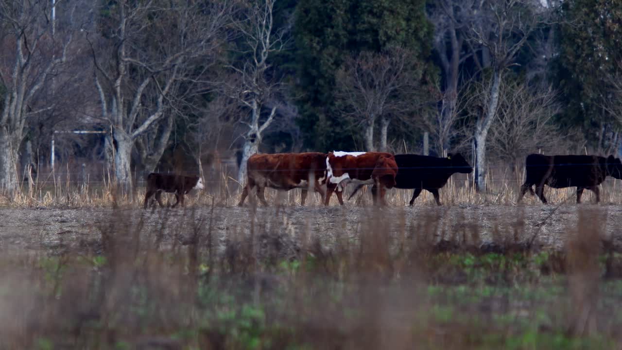 Mentre il bestiame cammina, una mucca madre attende che il suo vitello la raggiunga