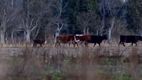 as cattle walks, a mother waits foe her calf to join her