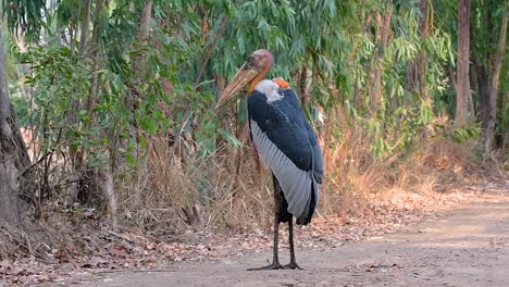 un gran pájaro de la familia de las cigüeñas común en el sur de asia y ahora en peligro de extinción debido a la pérdida de hábitat