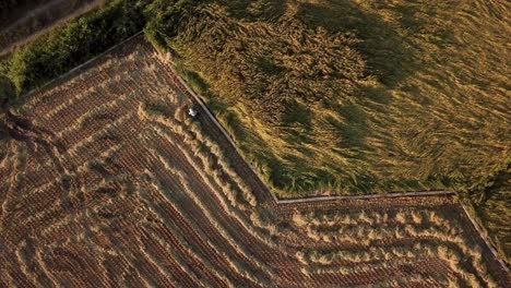 trabajo en tierras de cultivo agricultor cosecha arroz en el campo de arroz en la temporada de verano un montón de productos agrícolas tradicionales en drone aéreo disparado puesta de sol hora dorada birdseye amplia vista en gilan iran gente local