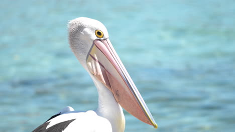 primer plano de un pájaro pelícano en australia