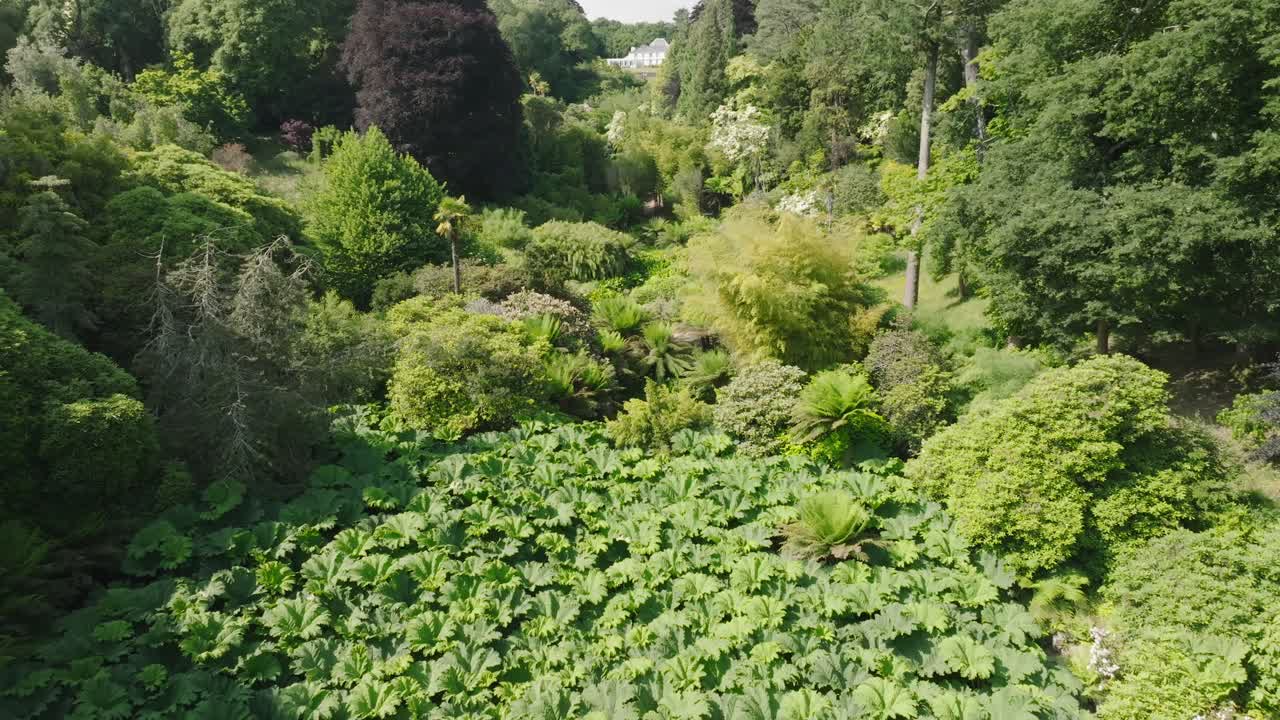 Tropical garden paradise in tree lined green valley with mansion at valley head on summer day. Reverse camera flight over field of Elephant Ear plants.