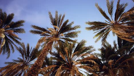 palmeras en la luz del atardecer y el cielo
