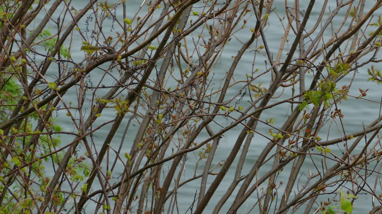 setophaga coronata curruca amarilla saltando entre la rama de un árbol con vistas al agua del río del bosque que fluye