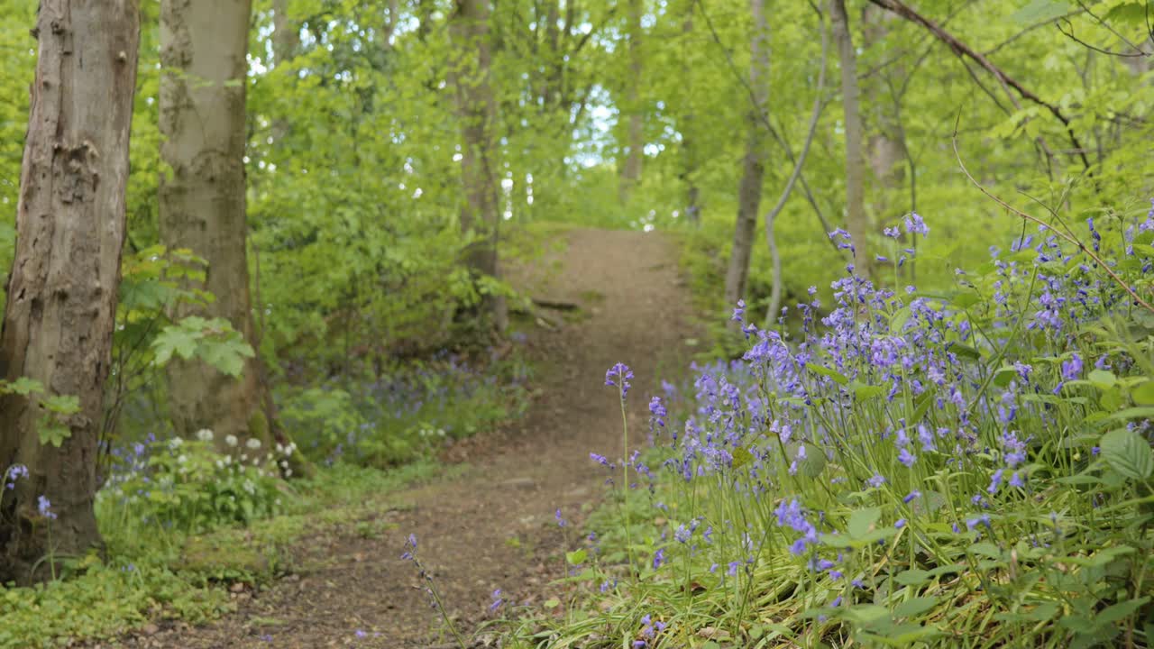 Forest path with bluebell flowers in foreground