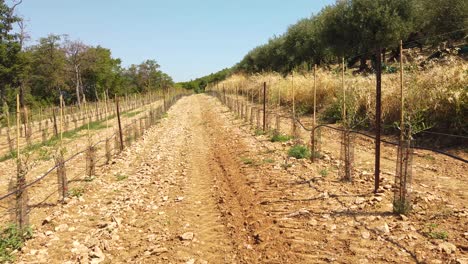 campo de vides jóvenes que necesitan crecer en los próximos años durante el verano