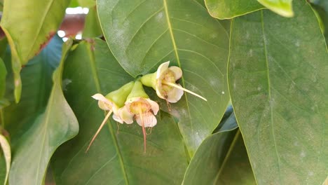 young rose apple buds. windy morning atmosphere