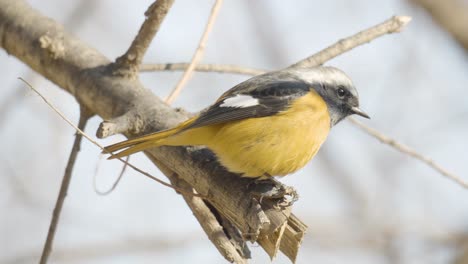 eastern yellow robin perched on a tree branch - close-up