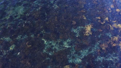 pastos marinos y arrecifes de coral bajo aguas cristalinas del mar