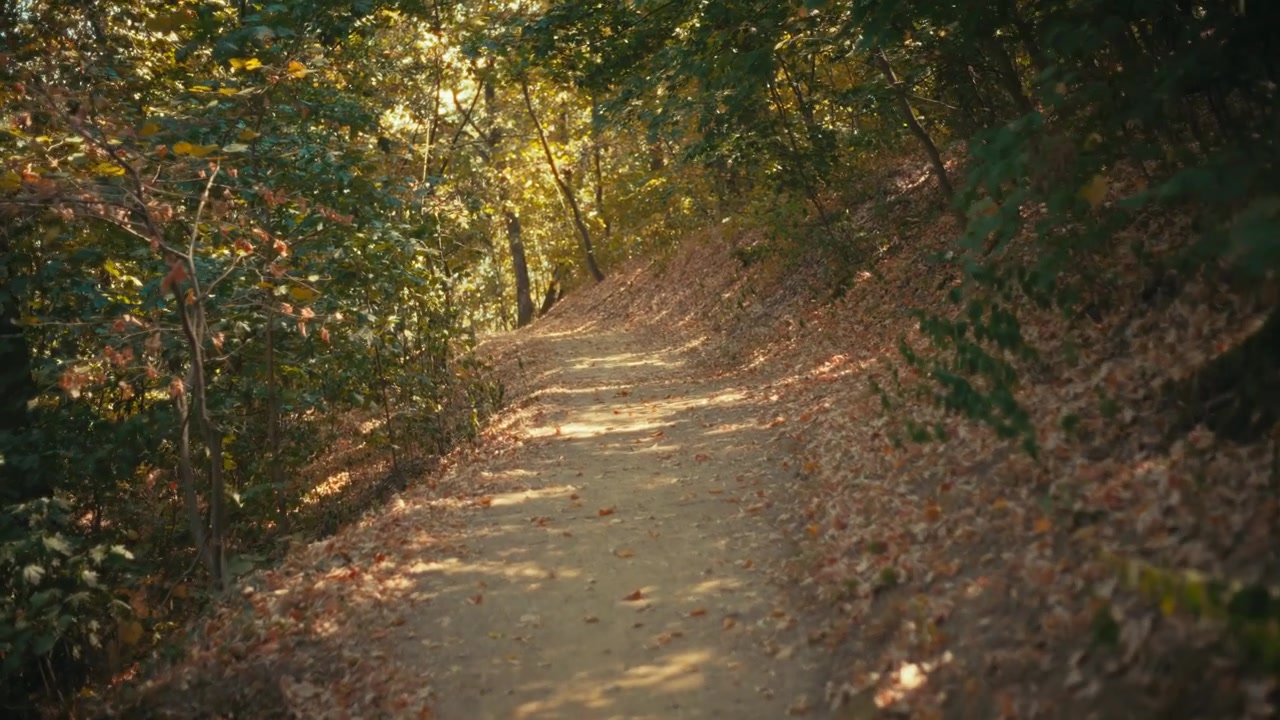 A nostalgic horizontal video shot, smoothly moving along a serene dirt path surrounded by tall trees in a sunny autumn forest, captured with a vintage prime lens in warm golden sunlight.