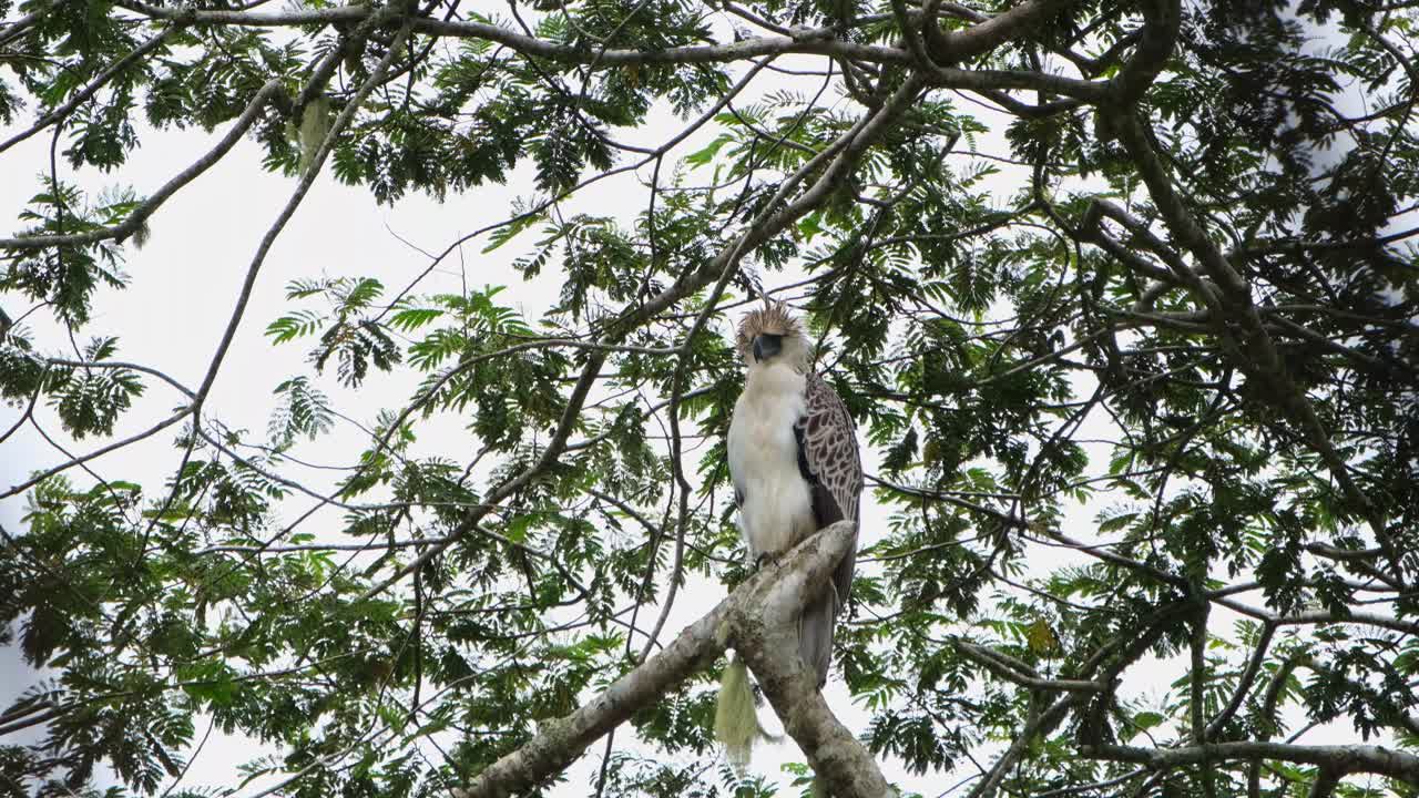 visto mirando hacia la izquierda del marco durante una tarde fría y ventosa, águila filipina pithecophaga jefferyi, filipinas