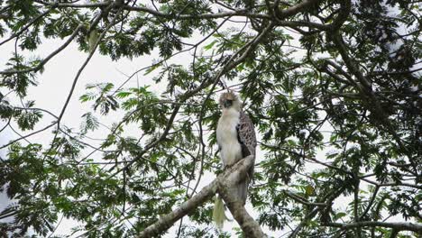 Seen-facing-to-the-left-of-the-frame-during-a-windy-cold-afternoon,-Philippine-Eagle-Pithecophaga-jefferyi,-Philippines