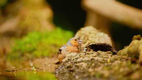 common eurasian chaffinch in friesland netherlands bends over to eat grub chewing with short beak by water pool