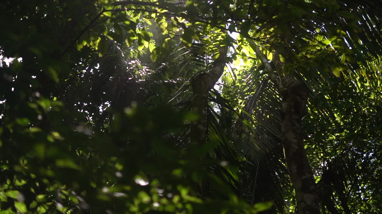 A view up through the canopy of a lush tropical jungle with sunlight streaming through the leaves