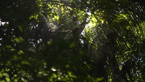 a view up through the canopy of a lush tropical jungle with sunlight streaming through the leaves