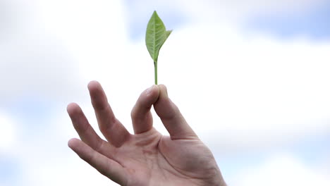 Eine-Nahaufnahme-Einer-Hand,-Die-Sanft-Eine-Grüne-Teepflanze-Hält,-Sich-Anmutig-Im-Wind-Wiegt-Und-Den-Eleganten-Tanz-Der-Pflanze-Mit-Der-Natur-Einfängt