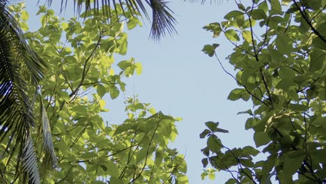 The-bottom-view-on-the-birches-swinging-wind-against-the-background-of-the-blue-sky