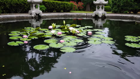 serene garden pond with water lilies
