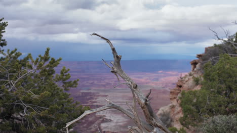 Canyonlands-Zweig0