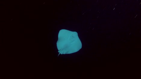 round ribbontail ray - taeniura meyeni swim in the night (low-angle shot), indian ocean, maldives, asia