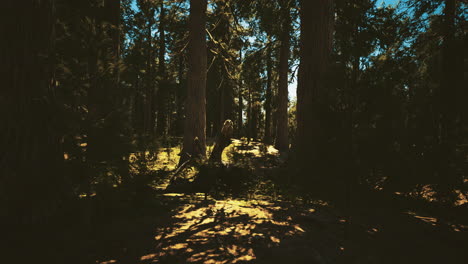 forest trail with sunlight filtering through tall trees and a person riding